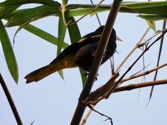 Cassiculus melanicterus