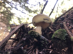 Tricholoma saponaceum