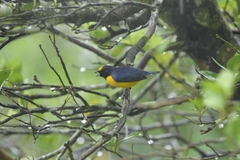 Euphonia xanthogaster