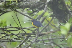 Euphonia xanthogaster