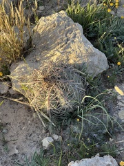 Echinocactus horizonthalonius