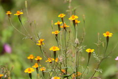 Tagetes tenuifolia