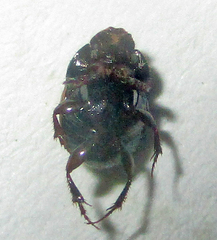 Onthophagus flavolimbatus