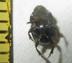 Onthophagus flavolimbatus