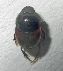 Onthophagus flavolimbatus
