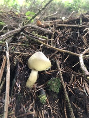 Tricholoma saponaceum