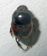 Onthophagus flavolimbatus