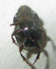Onthophagus flavolimbatus