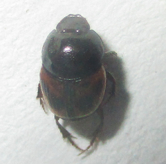 Onthophagus flavolimbatus