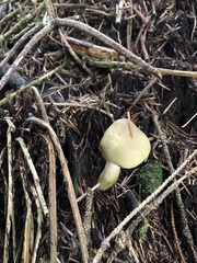 Tricholoma saponaceum