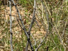 Stilbopteryx walkeri