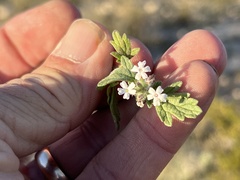 Glandularia quadrangulata
