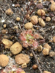 Drosera pulchella