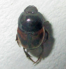 Onthophagus flavolimbatus