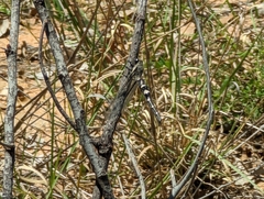 Stilbopteryx walkeri