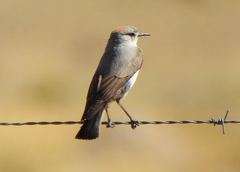 Muscisaxicola rufivertex