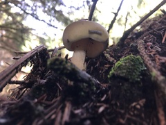 Tricholoma saponaceum