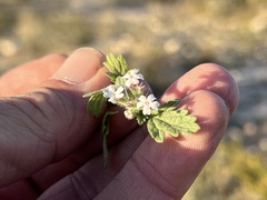 Glandularia quadrangulata