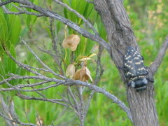 Lampetis dilaticollis