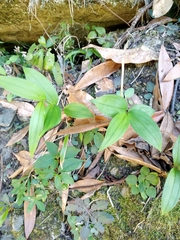 Disporum kawakamii