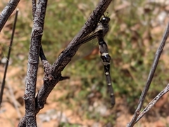 Stilbopteryx walkeri