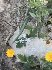 Glandularia quadrangulata