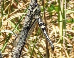Stilbopteryx walkeri