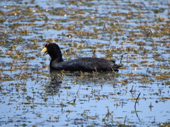 Fulica ardesiaca