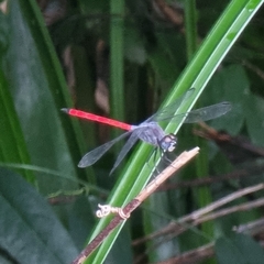 Lathrecista asiatica