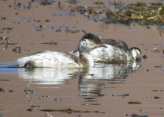 Podiceps occipitalis