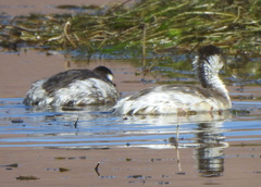 Podiceps occipitalis