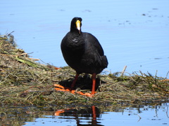 Fulica gigantea