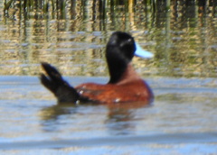 Oxyura ferruginea