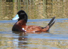 Oxyura ferruginea