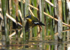 Tachuris rubrigastra