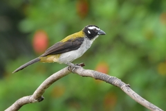 Saltator atripennis