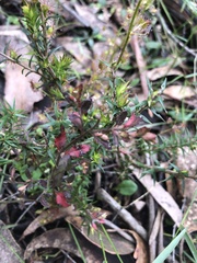 Hibbertia exutiacies