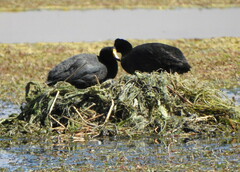 Fulica gigantea