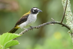 Saltator atripennis