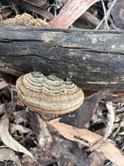 Truncospora ochroleuca