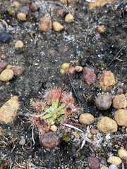 Drosera pulchella