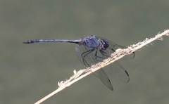 Dythemis nigrescens