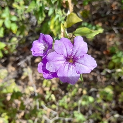 Ruellia californica
