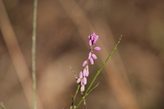 Polygala