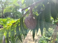 Annona