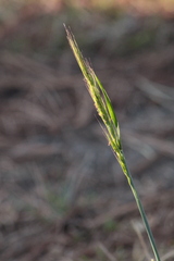 Festuca
