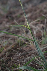 Festuca