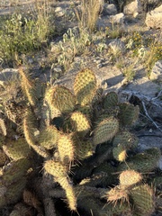 Opuntia strigil