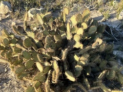 Opuntia strigil