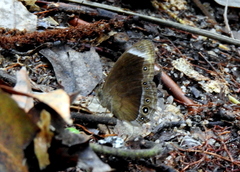Mycalesis anaxias